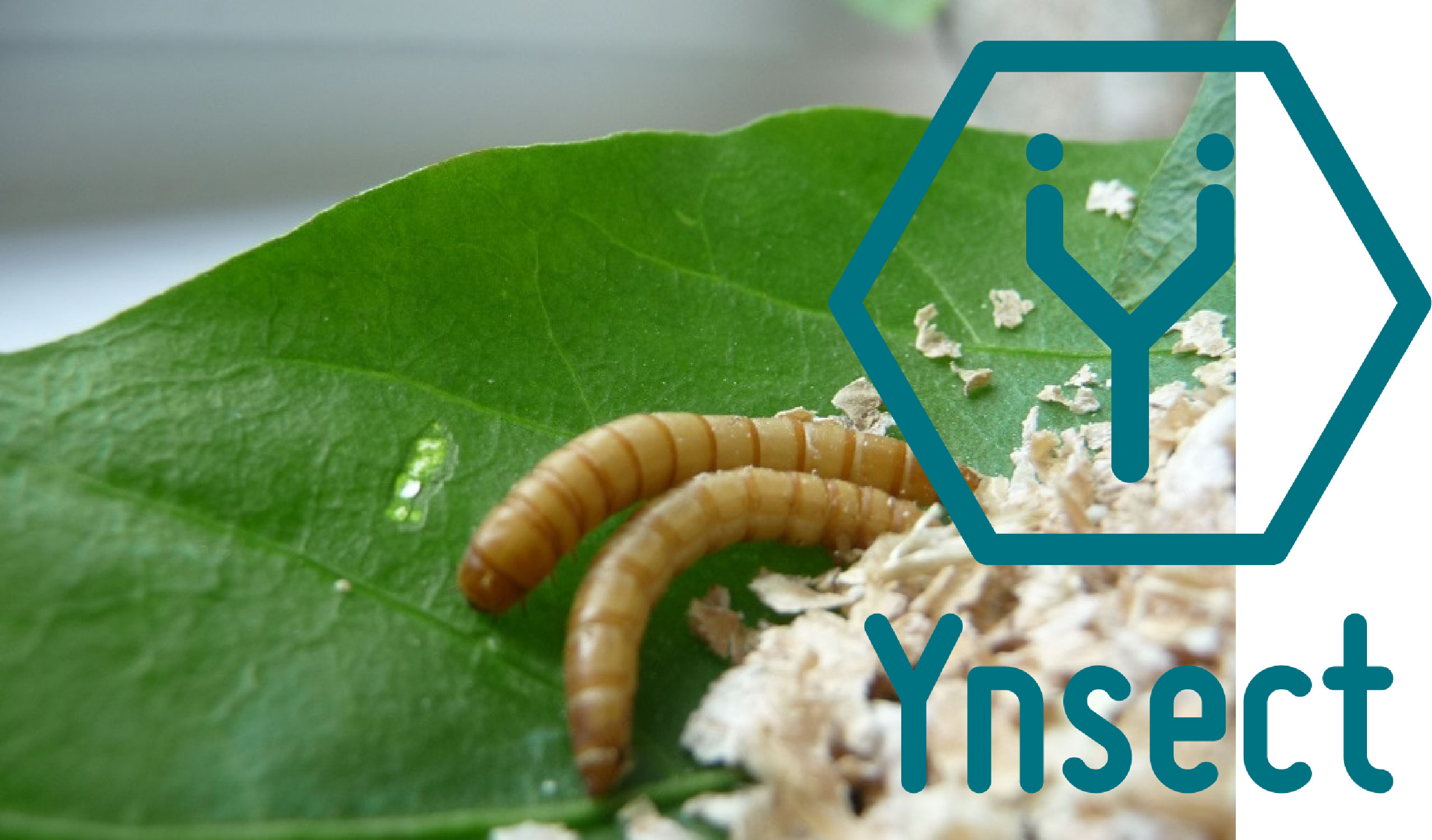  ULMA Handling Systems develops the first automated insect protein production facility for YNSECT 